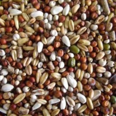 Cluckers: Tip Top Condition Seed 3kg Tub