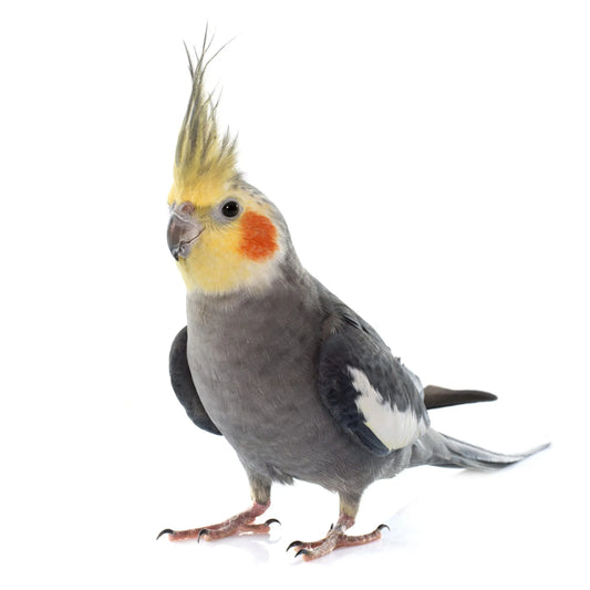 Cockatiels