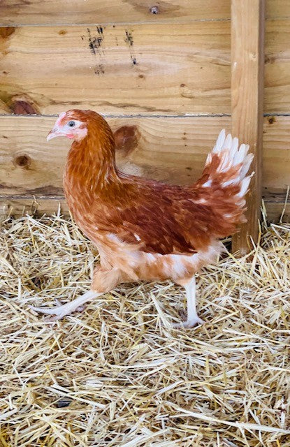 Chicken - Commercial Brown