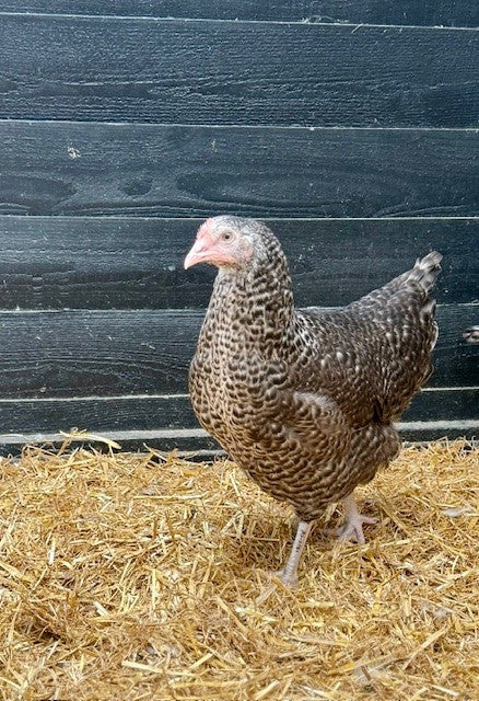 Chickens - Cou Cou
