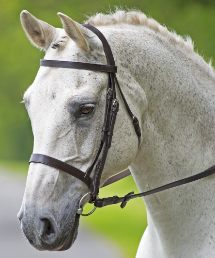 Bridleway Melton Plain Cavesson Bridle