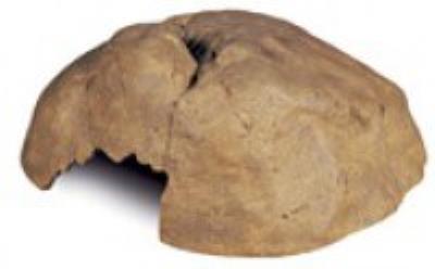 ET Reptile Cave X-Large  PT2854