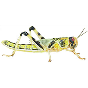 Live Reptile Food: Locust Medium