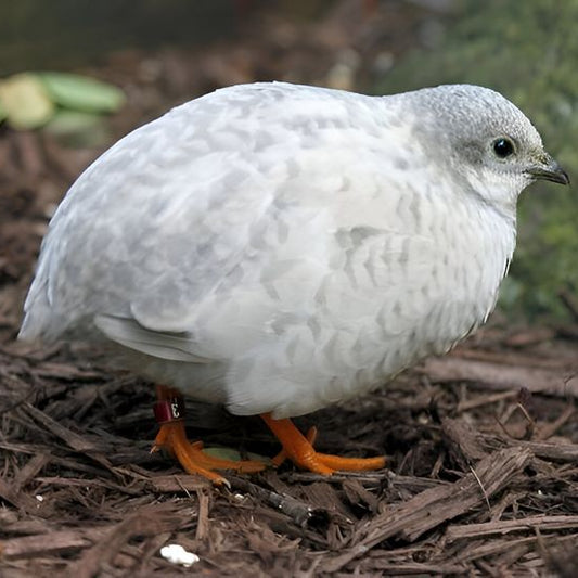 Live Bird: Quail Chinese Painted Hen