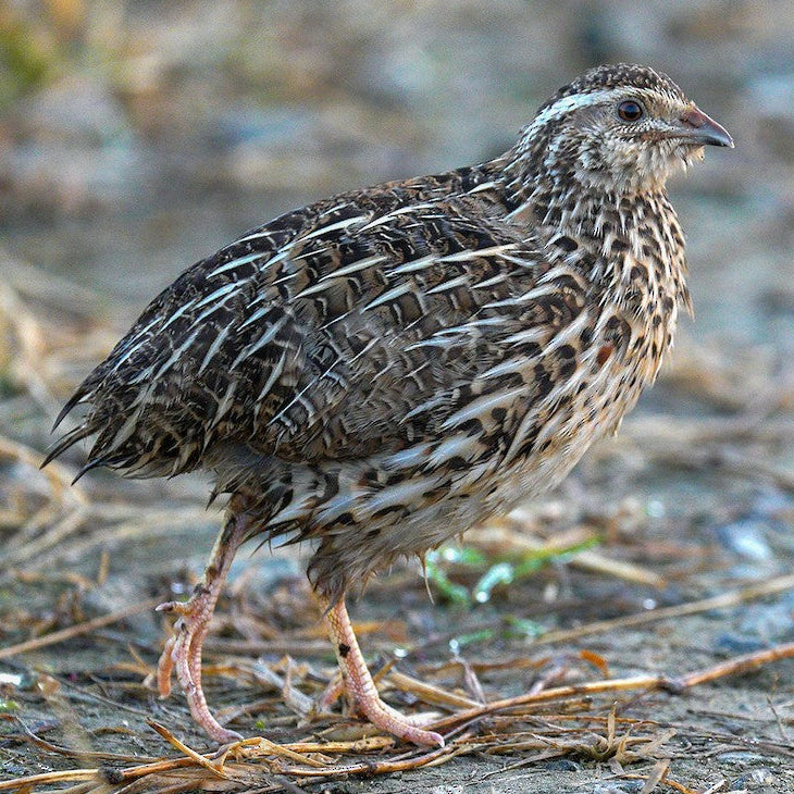 Japanese Quail Hen for sale