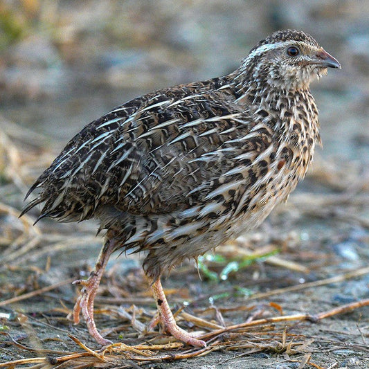 Japanese Quail Hen for sale