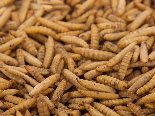 Extra Select: Grubs Up 3ltr