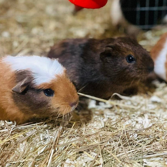 Guinea Pig Female (Sow)