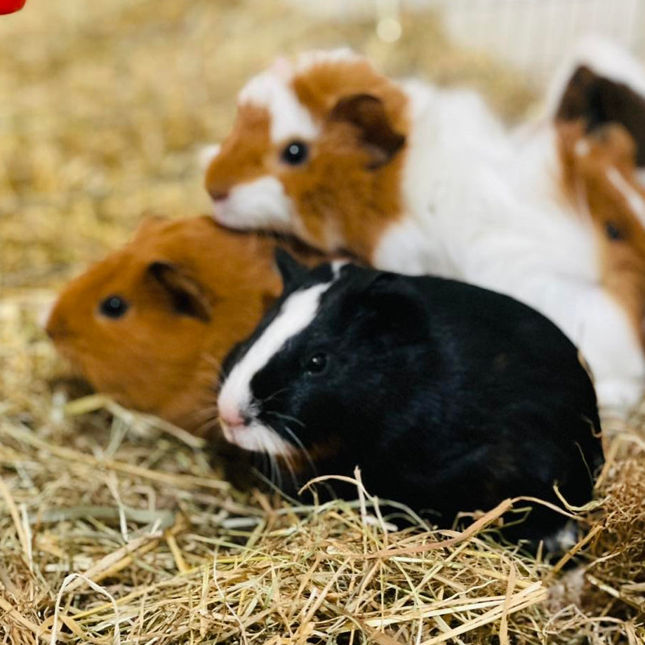 Guinea Pig Male (Boar)