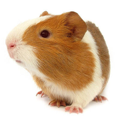 Guinea Pig Male (Boar)