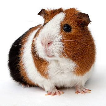 Guinea Pig Female (Sow)