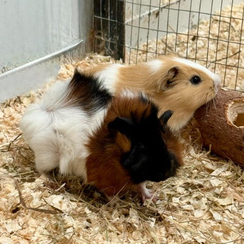 Live: Guinea Pig Male Pairs