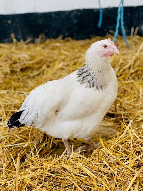 Chickens - Light Sussex