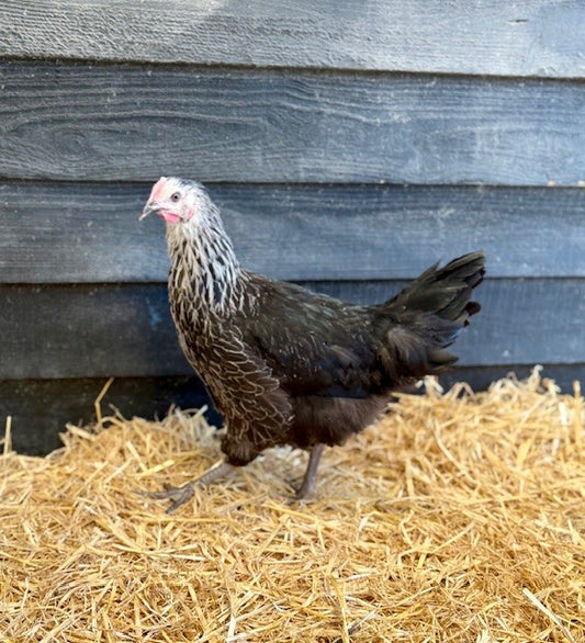 Chickens - Medicis