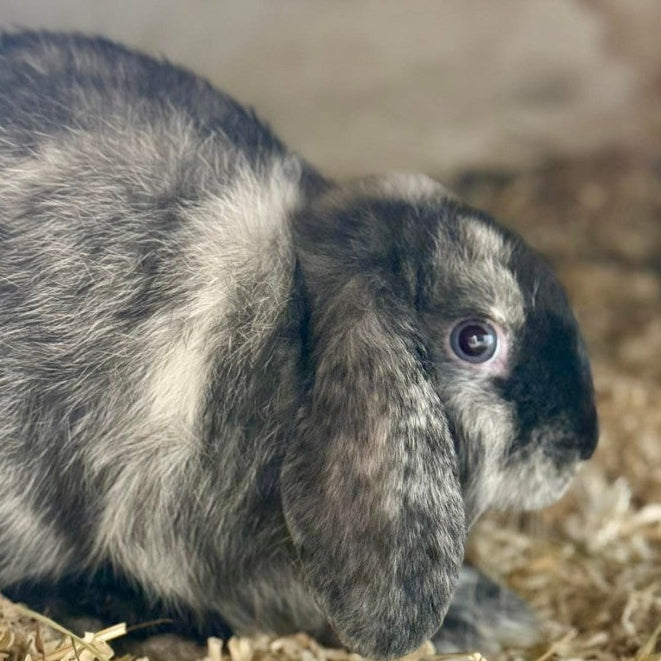 Live: Rabbit - Own Bred Dwarf Lop Type Female (Not Vaccinated)