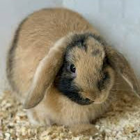 Live: Rabbit - Own Bred Dwarf Lop Type Female (Not Vaccinated)