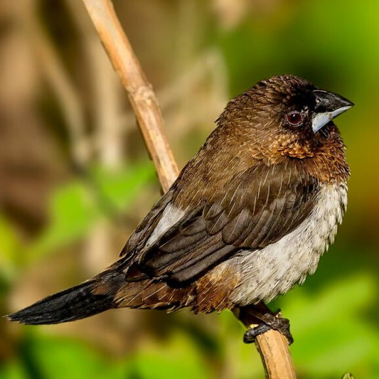 Live Bird: Bengalese Finches