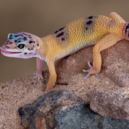 Live: Leopard Gecko