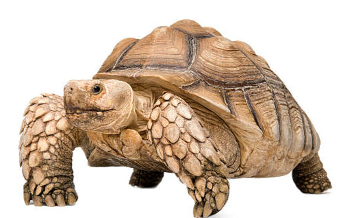 Sulcata Tortoise