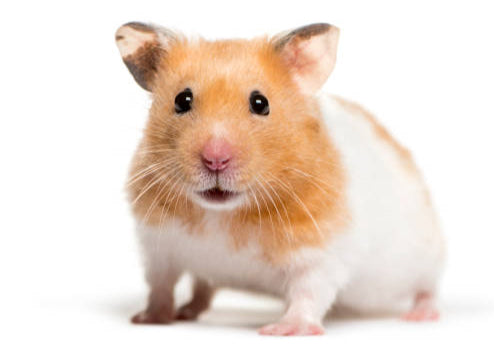 Syrian Hamster Female