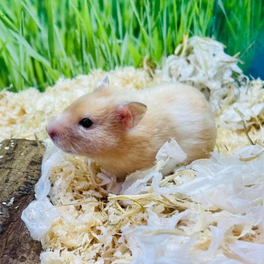 Syrian Hamster Female